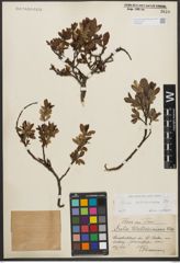 Foto von Salix waldsteiniana Willd.